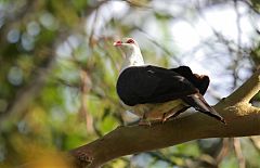 White-headed Pigeon